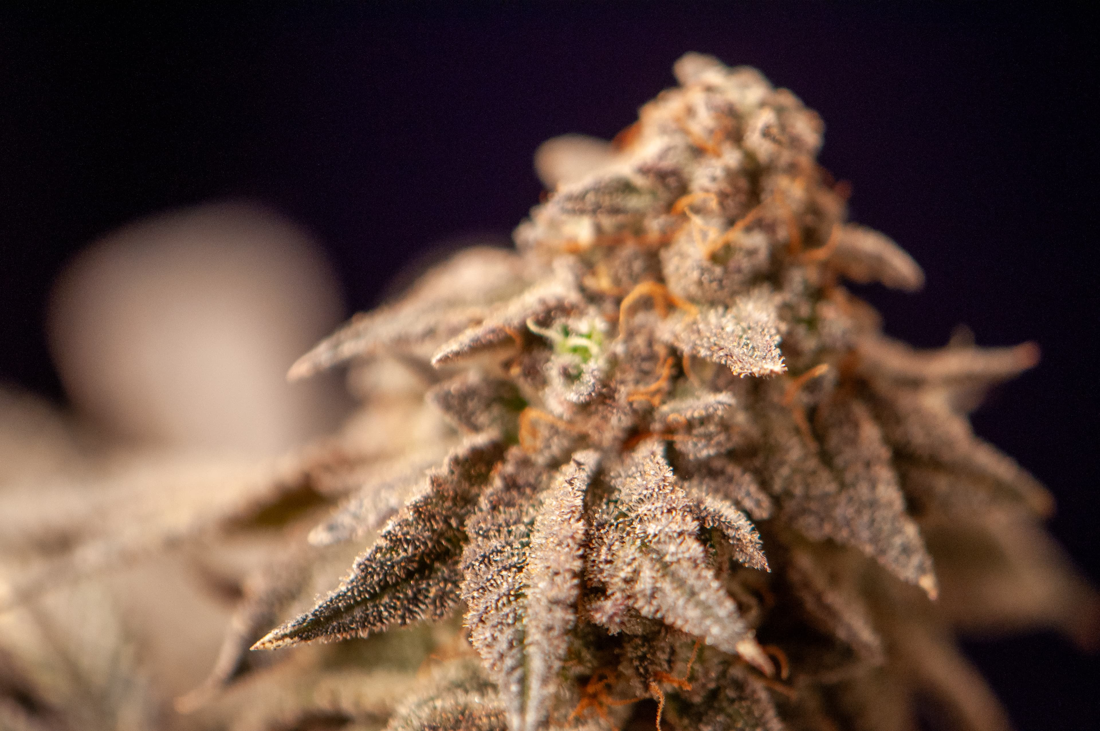 Capitol Growers Club